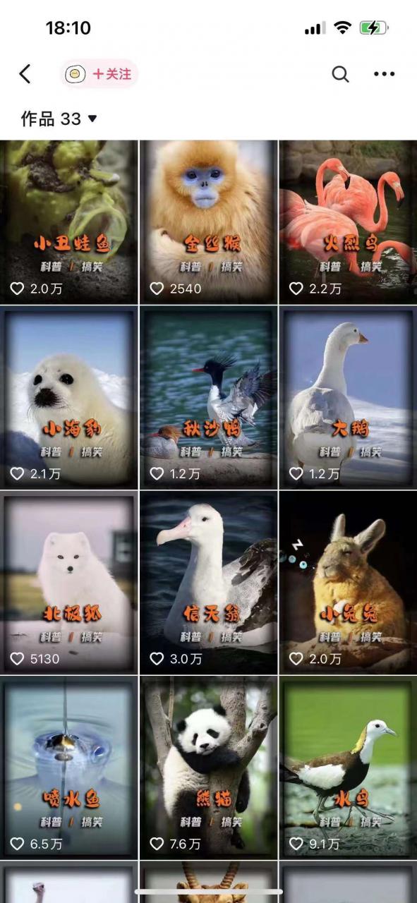 动物科普解说项目，撸创作者伙伴计划收益，保姆级实战教程-高清美女套图，你想要的都有。